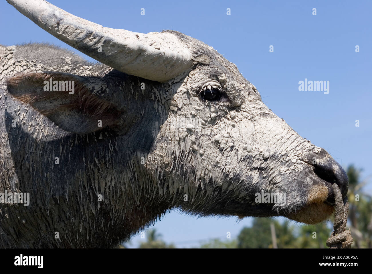 Ochsen Langkawi Malaysia Stockfoto