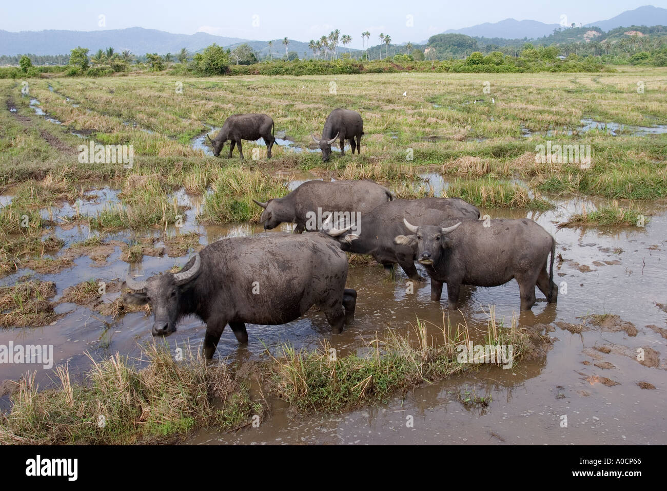 Ochsen Langkawi Malaysia Stockfoto