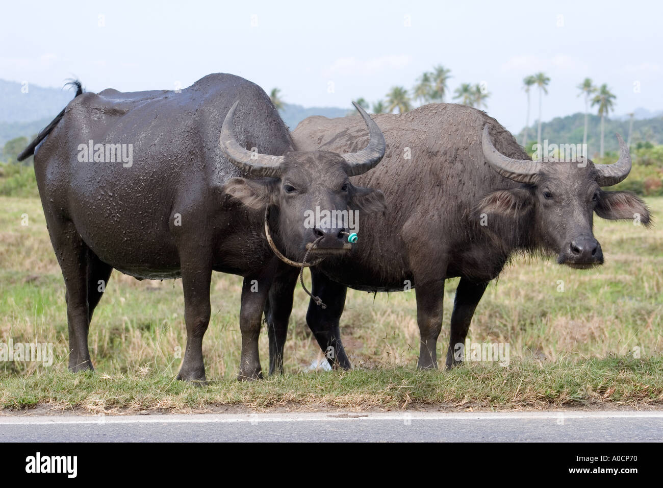 Ochsen Langkawi Malaysia Stockfoto