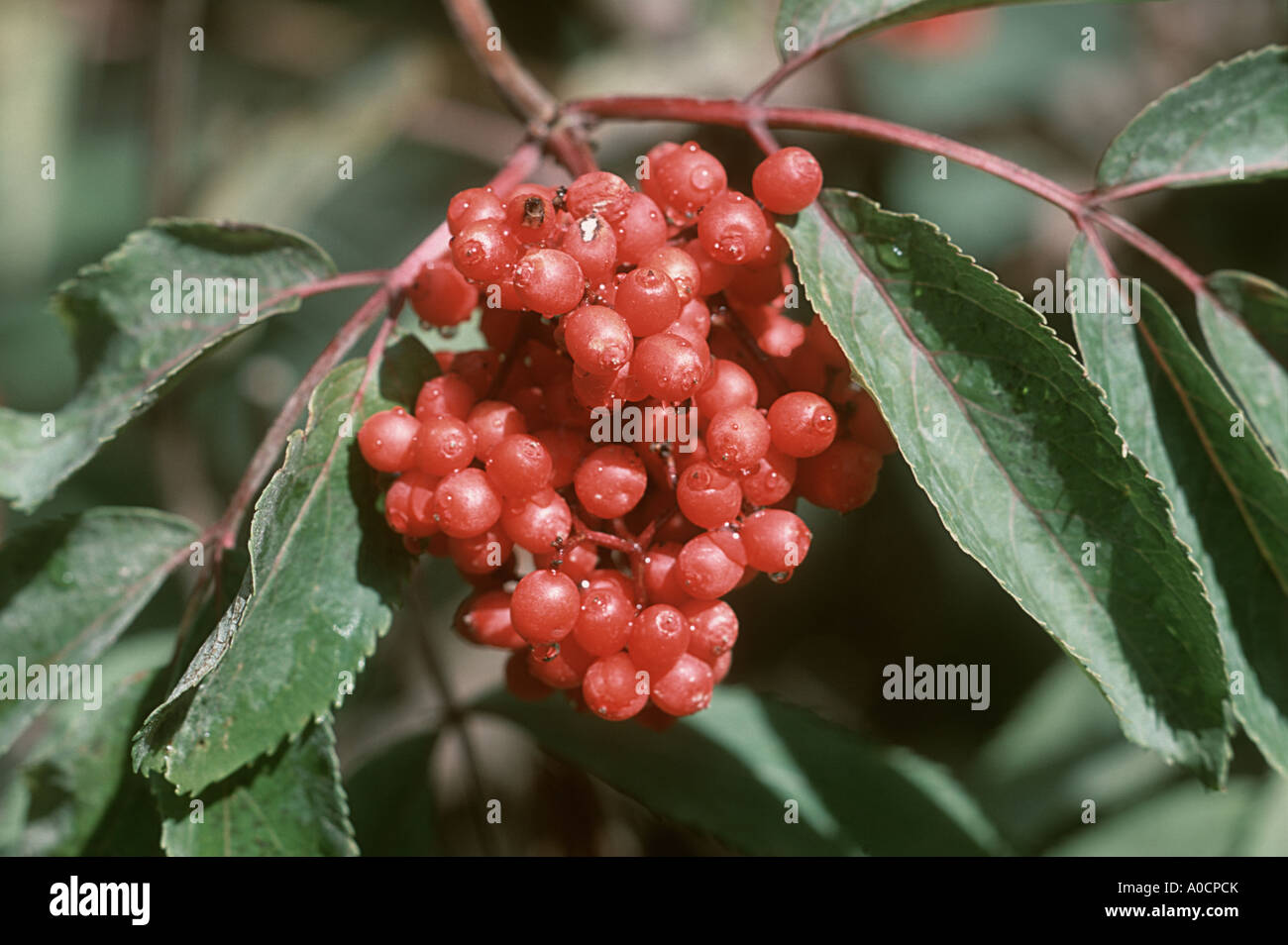 Roter Holunder, Sambucus Racemosa. Nahaufnahme von reifen Beeren auf Strauch Stockfoto