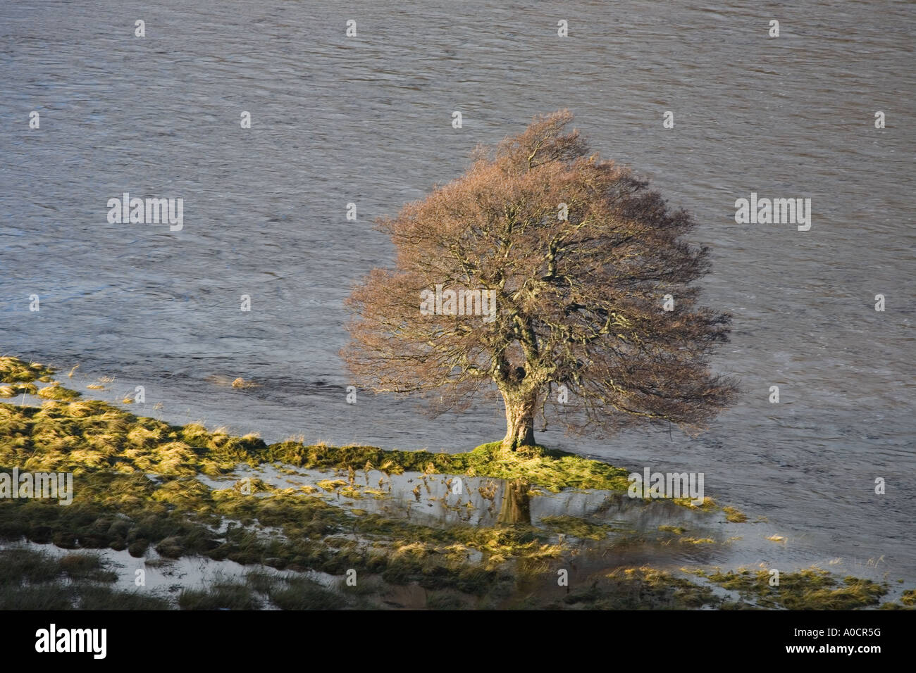 Überfluteten Fluss Dee Tal Felder und gestrandeten Bäume im Sonnenlicht nach Dezember schwere Regenfälle, Mar Lodge Estate, Cairngorms National Park Schottland Großbritannien Stockfoto