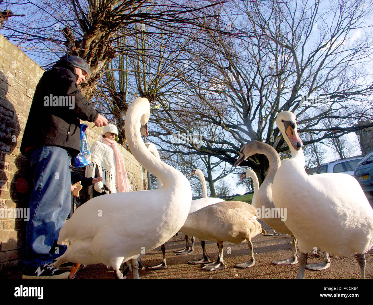 Eine Familie zu ernähren die Schwäne in Sudbury in Suffolk Stockfoto
