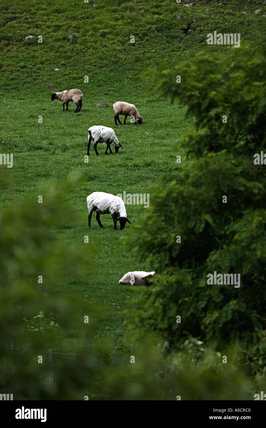 Neu geschorene Schafe auf der Farm in der Nähe von Imnaha Oregon Stockfoto