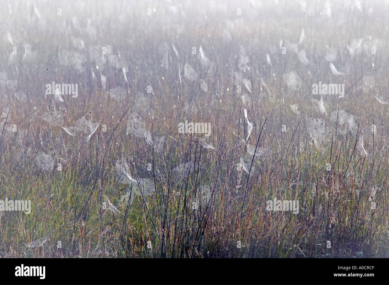 Spinnweben im Klamath Marsh National Wildlife Refuge mit Nebel Oregon Stockfoto