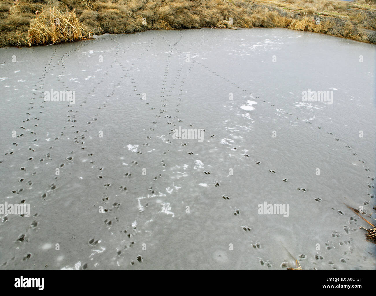 Kanal mit Racoon Tracks Lower Klamath Falls National Wildlife Refuge California eingefroren Stockfoto
