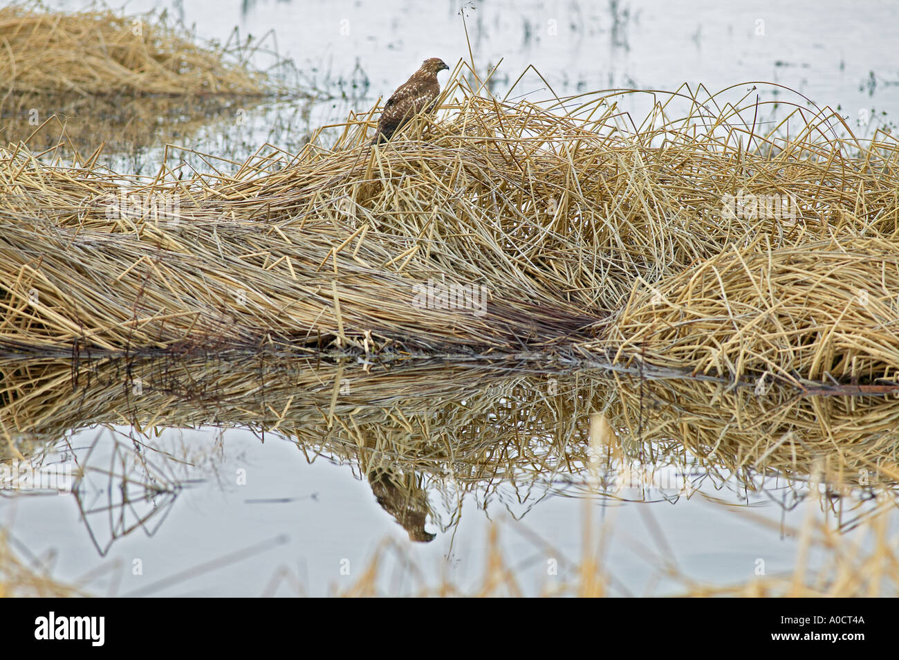 Hawk spiegelt sich im Wasser Lower Klamath Falls National Wildlife Refuge California Stockfoto