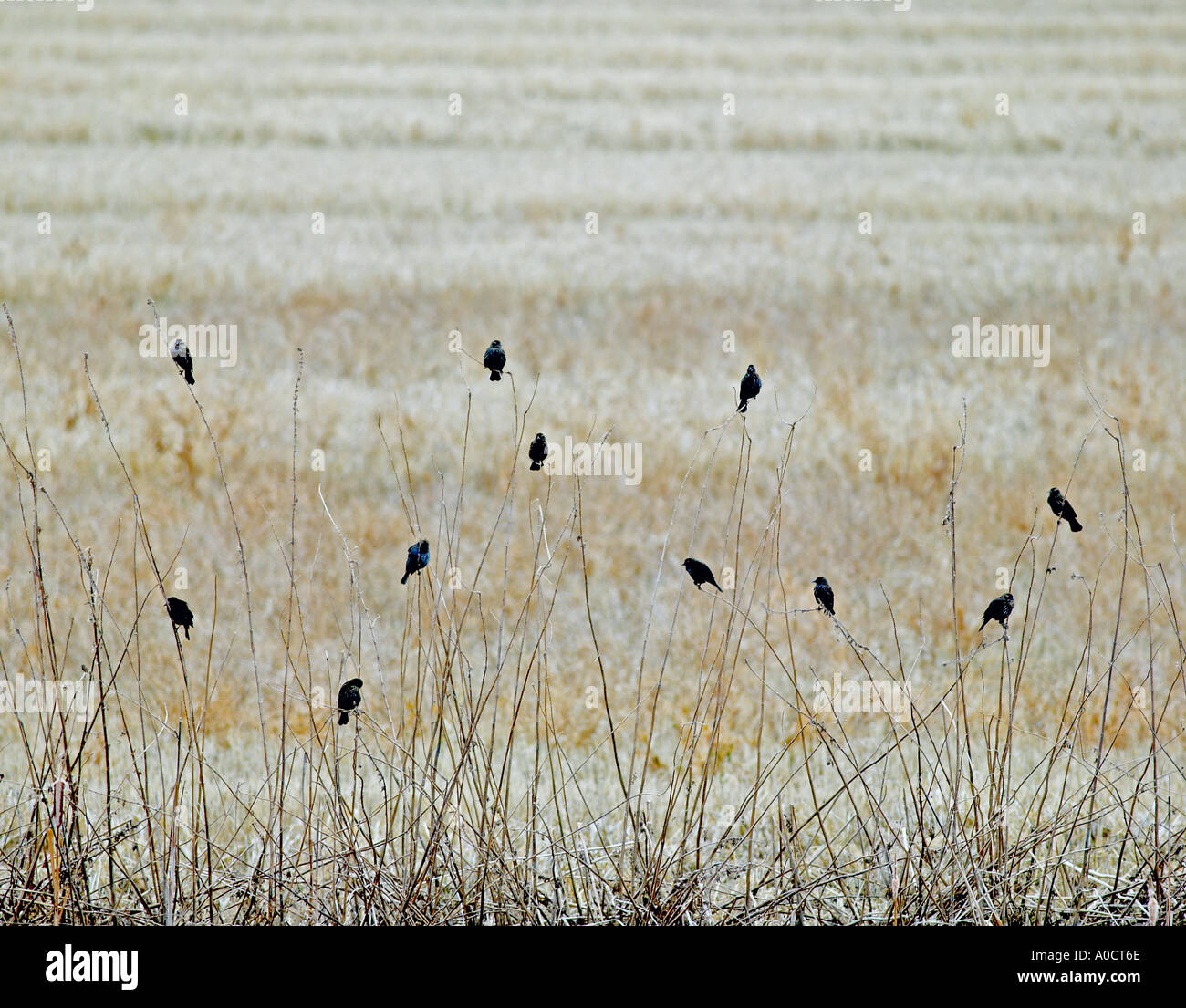 Amseln auf hohen Stielen Tule Lake National Wildlife Refuge California Stockfoto