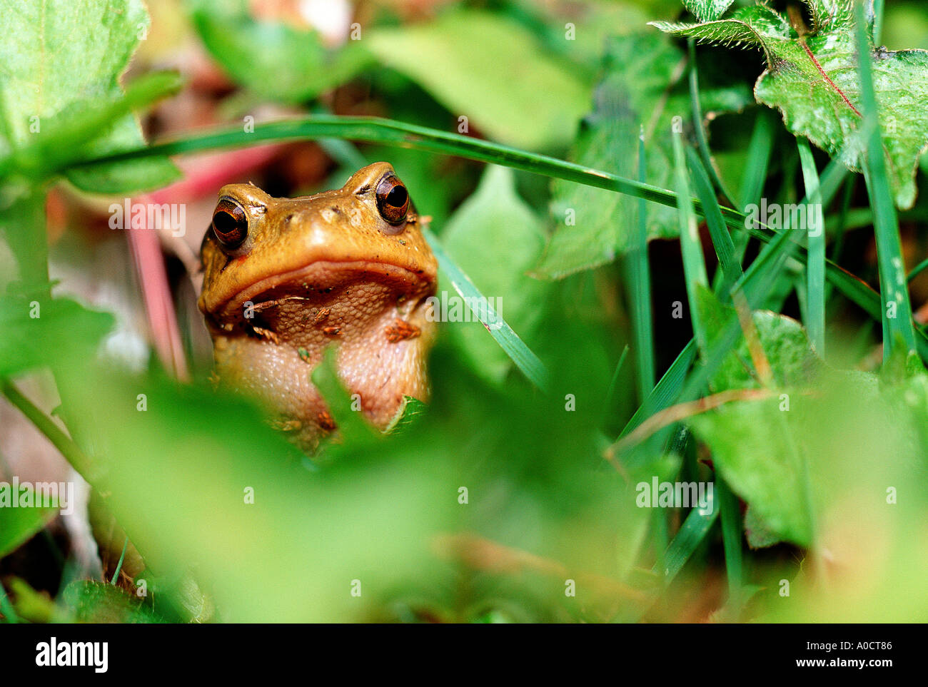 Ein Frosch spähte durch Vegetation in den zentralen Bergen Taiwans Alishan Stockfoto