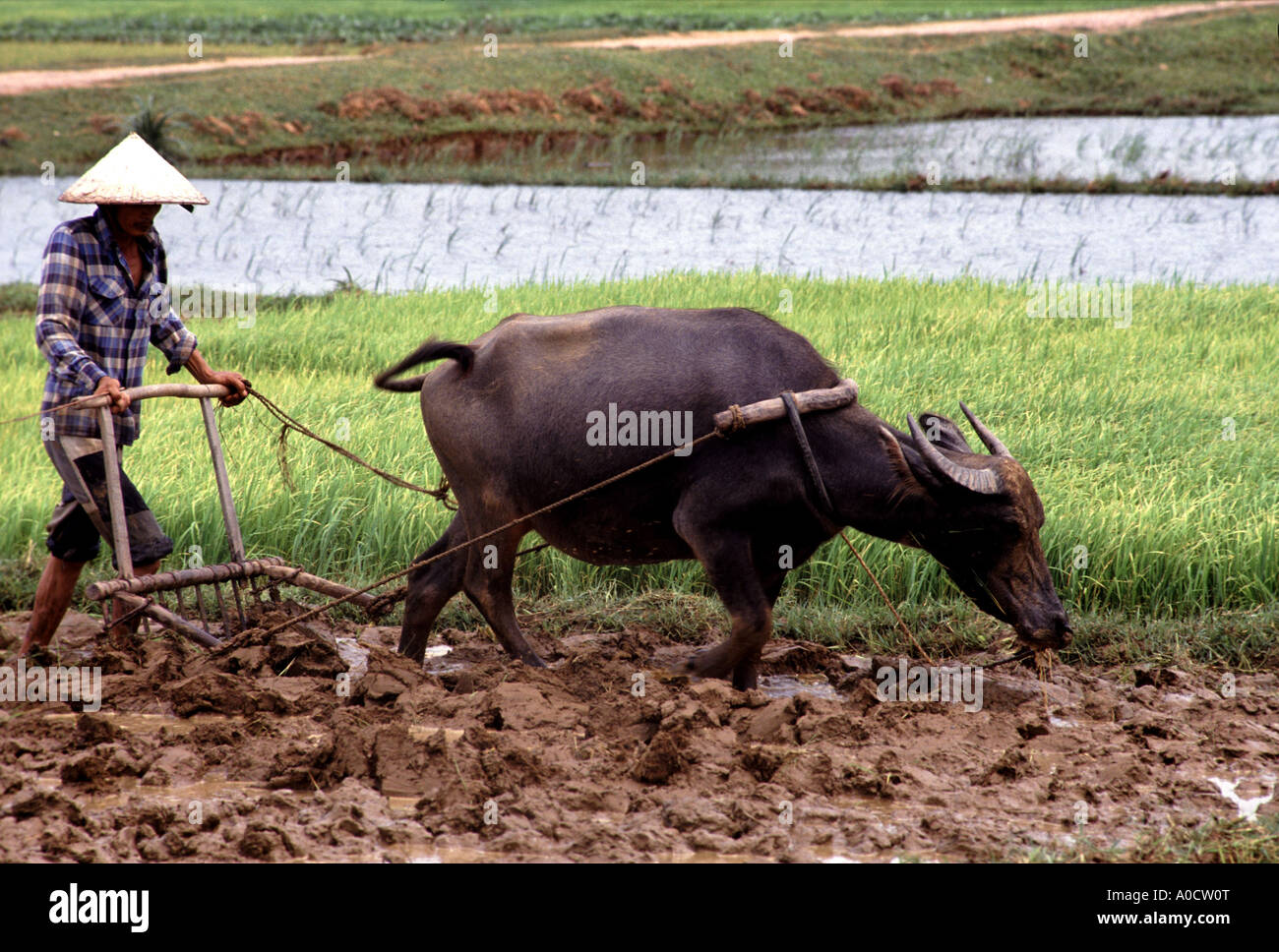 Pflügen der Felder in der Nähe von Hanoi Nordvietnam mit einem hölzernen Pflug gezogen von einem Wasserbüffel Stockfoto