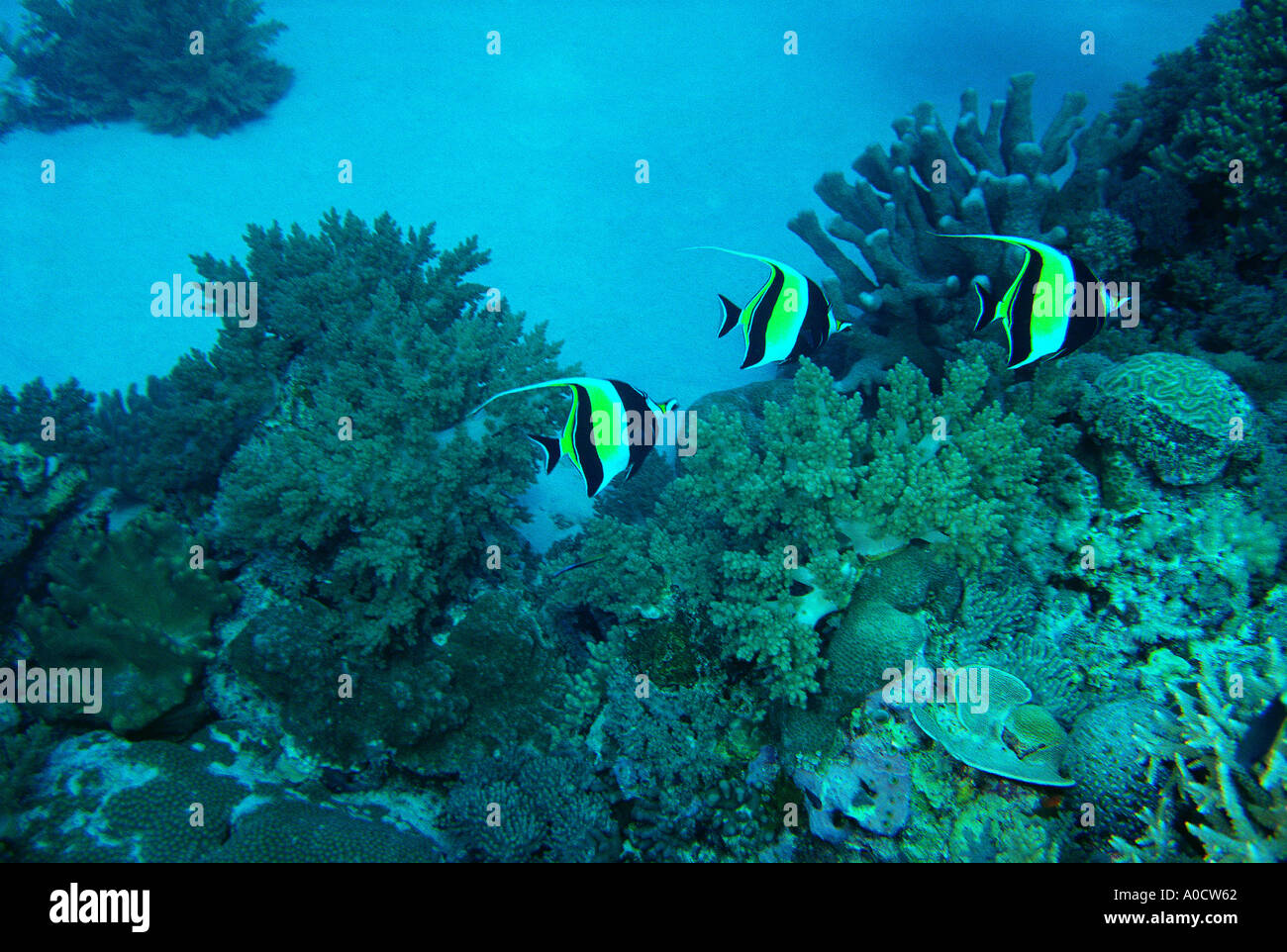 Maurischen Idole Zanclus Cornutus schwimmen in einem Korallenriff Puerto Galera Mindoro Philippinen Stockfoto