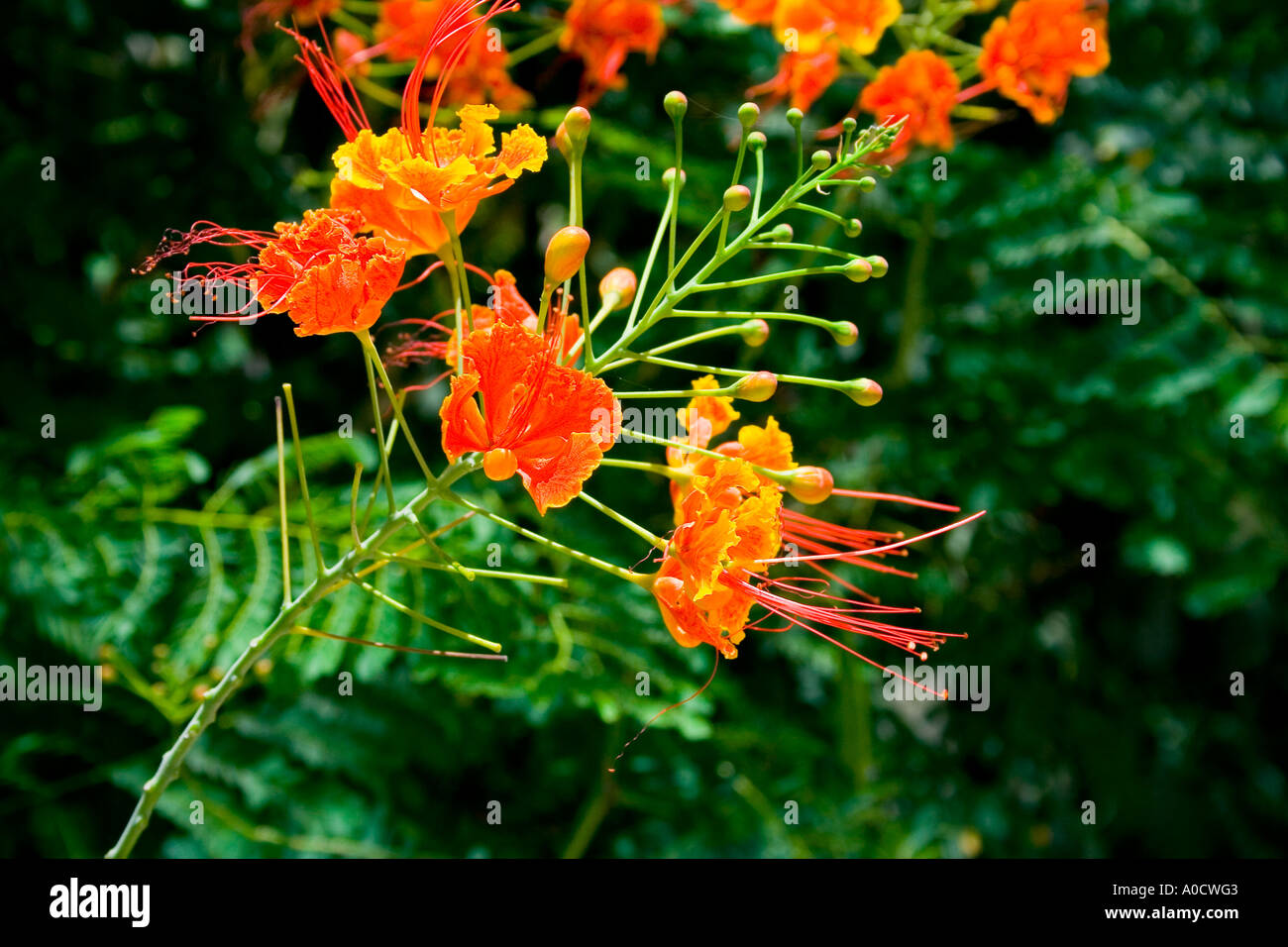 Caesalpinia Pulcherrima - karibische Flora Stockfoto