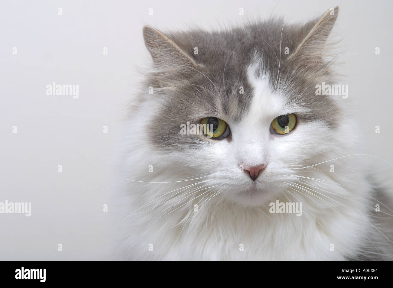 Frauen auf der Suche graue und weiße langhaarige Katze in die Kamera mit einem fragenden Ausdruck Stockfoto