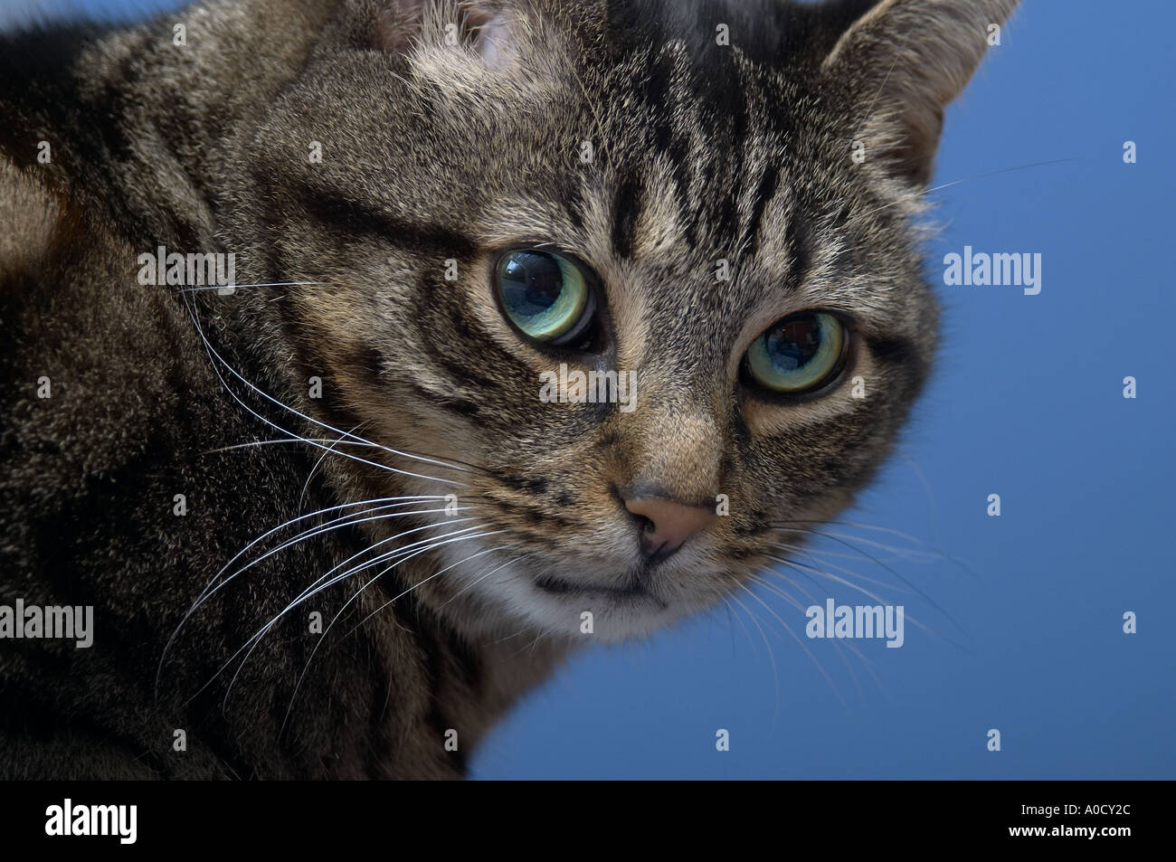 England, UK. Erwachsene männliche Mackerel Tabby Katze starrte und Blickkontakt mit der Kamera. Legendären M-Marke deutlich auf seine Stirn. Stockfoto