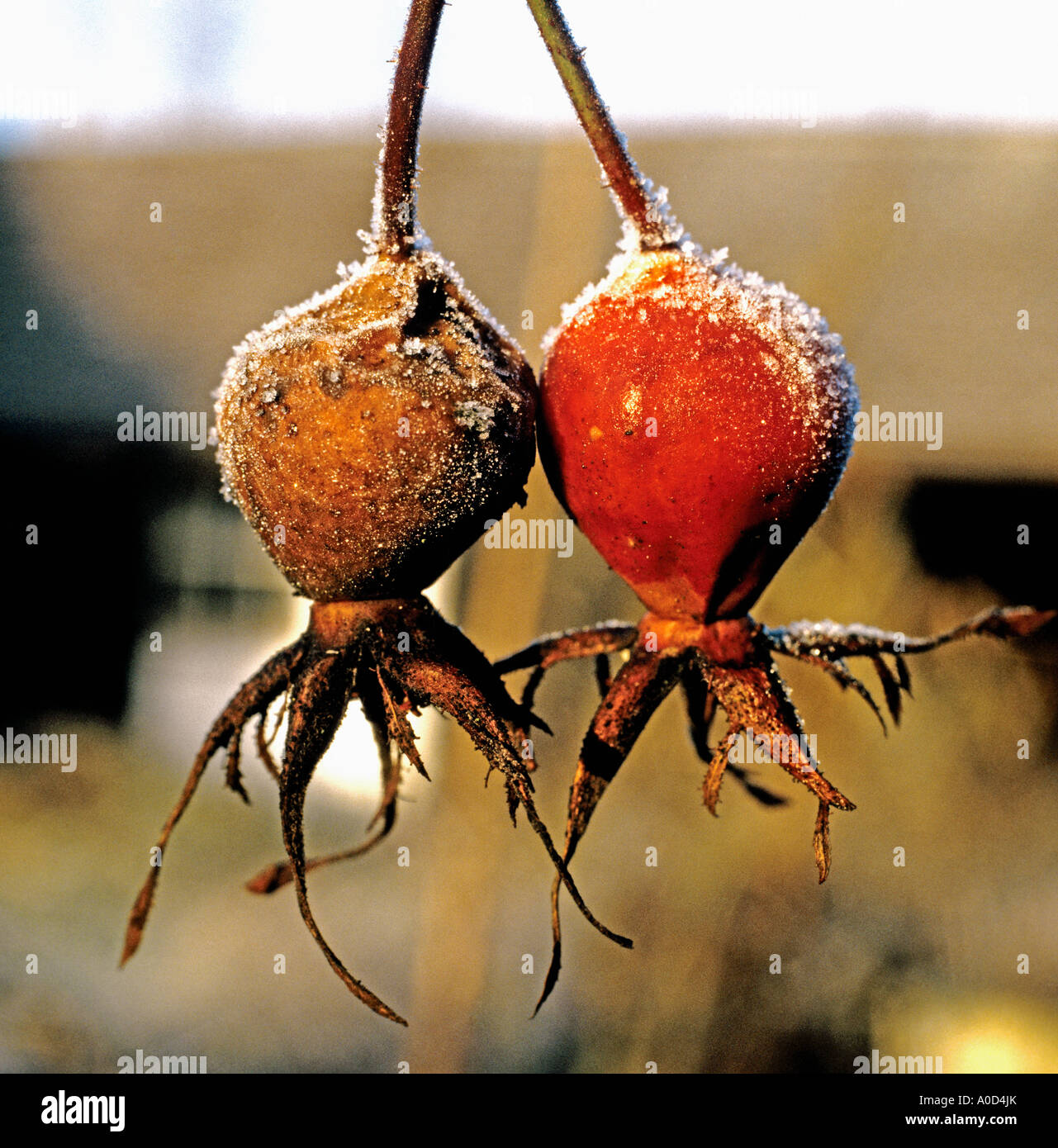 Mattierte Hagebutten im November UK EU Stockfoto