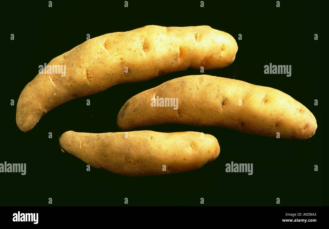 Bamberger hoernchen -Fotos und -Bildmaterial in hoher Auflösung – Alamy Bamberger hoernchen -Fotos und -Bildmaterial in hoher Auflösung – Alamy