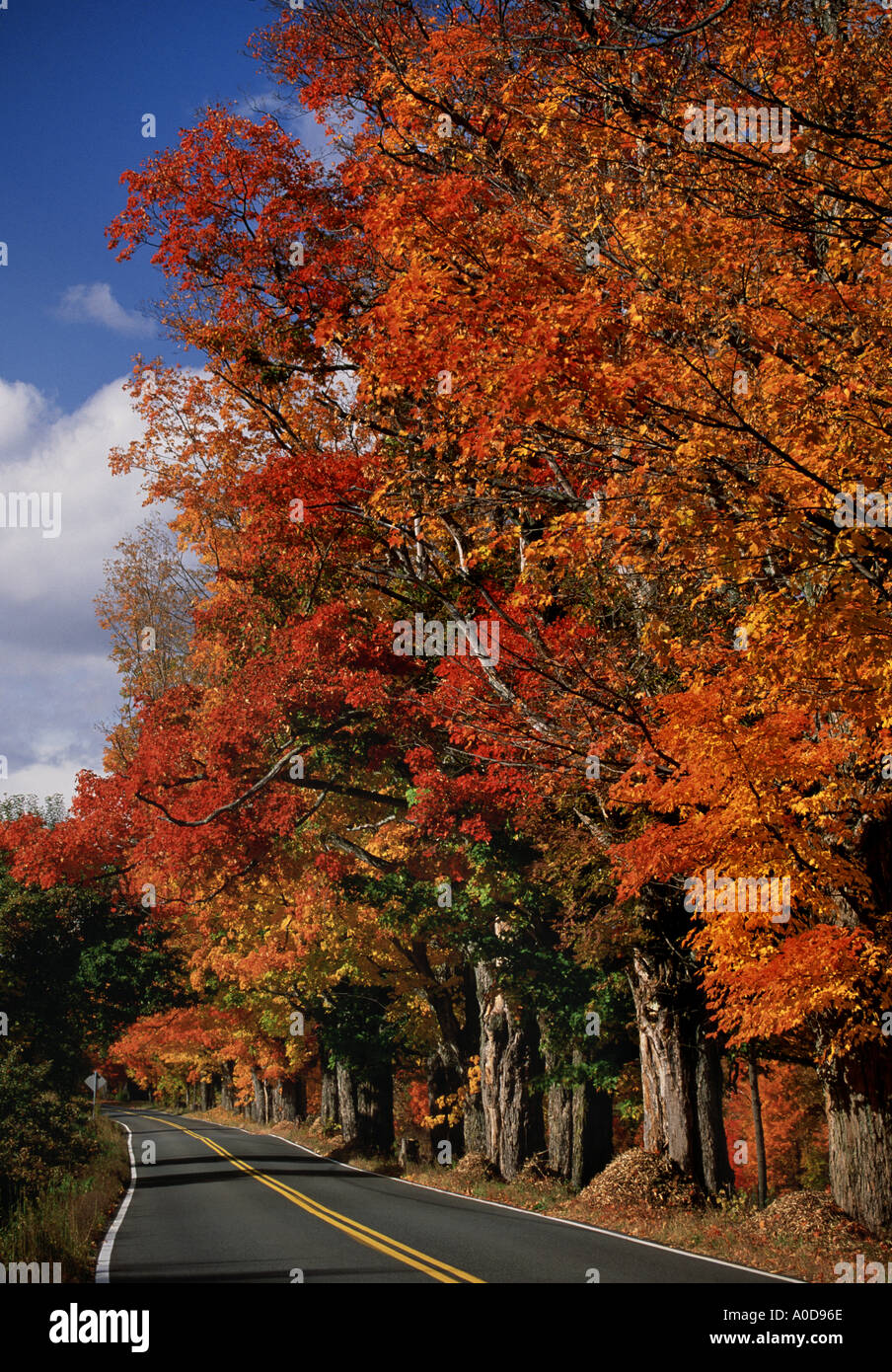 USA, New England, Herbstlaub, gebogene Straße Stockfoto