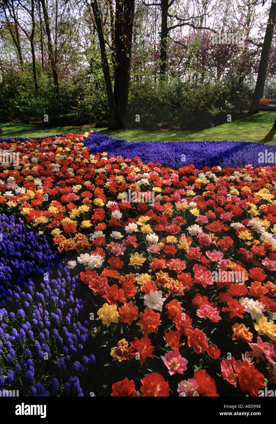 Keukenhof Gärten Tulip Lisse-Holland Stockfoto
