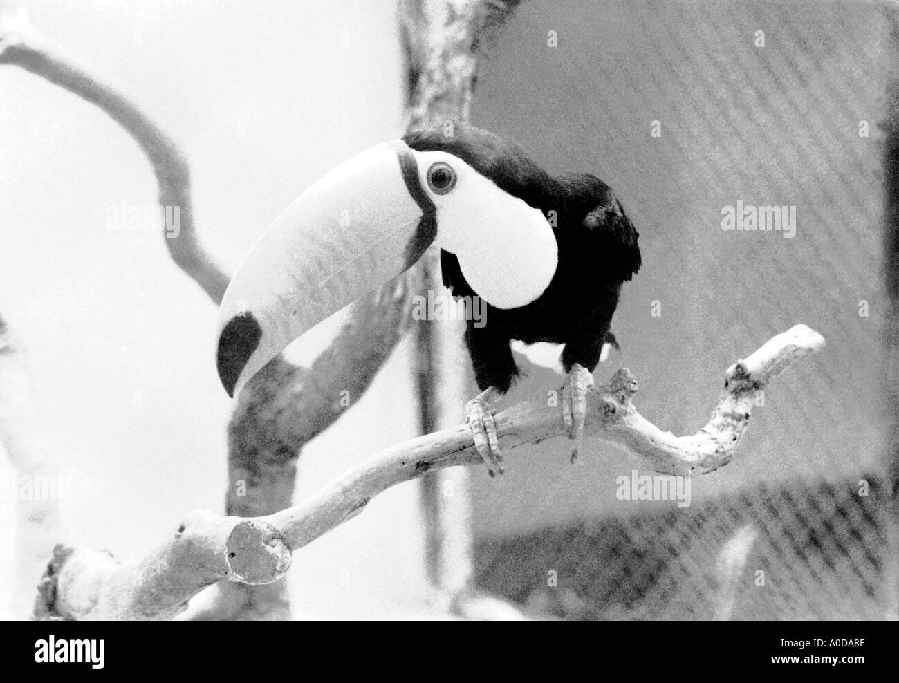 Tukan Vogel in einem Käfig Stockfoto