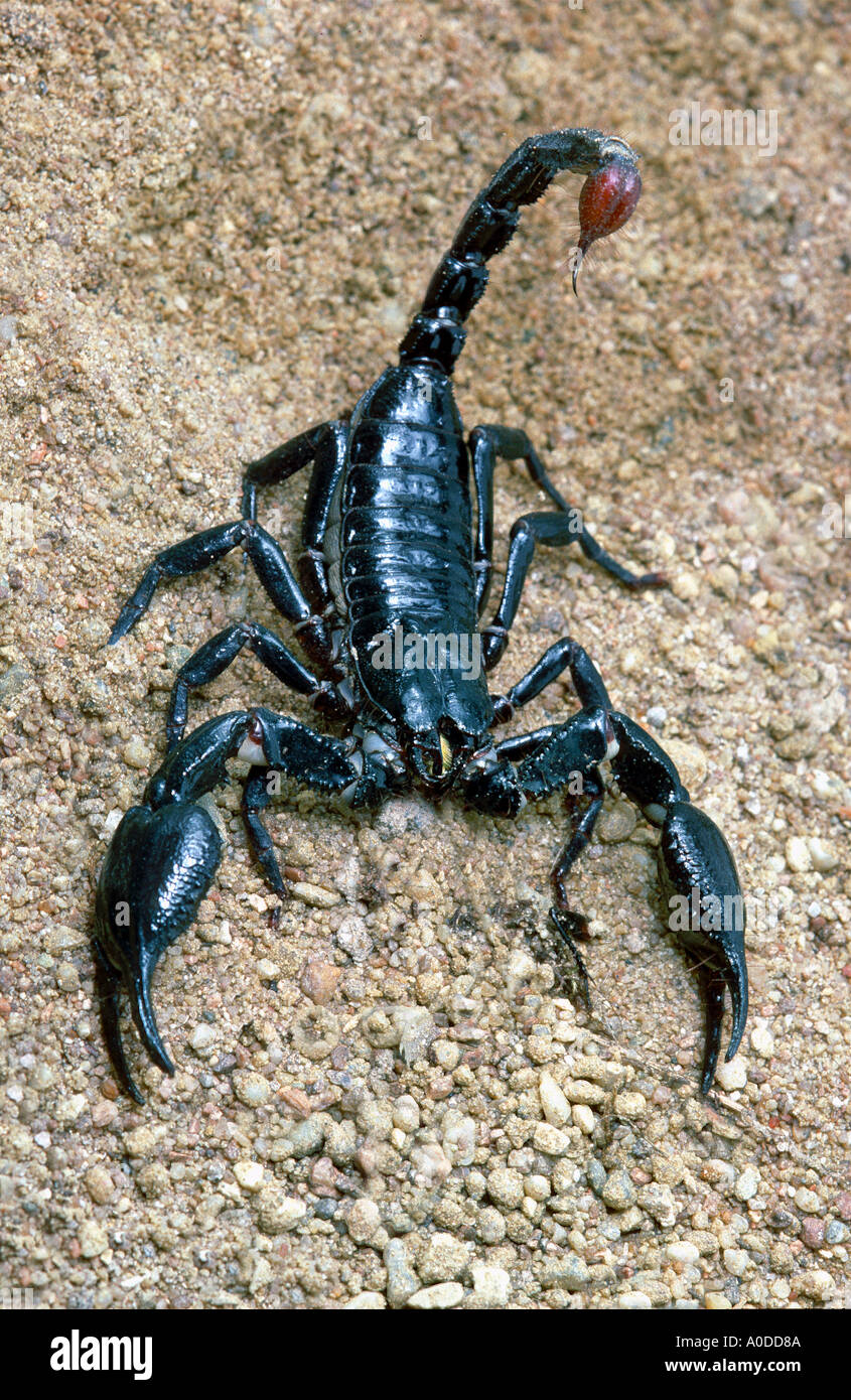 Imperial Skorpion Imperator blau Chitin Panzer Tier Thorn giftige ...