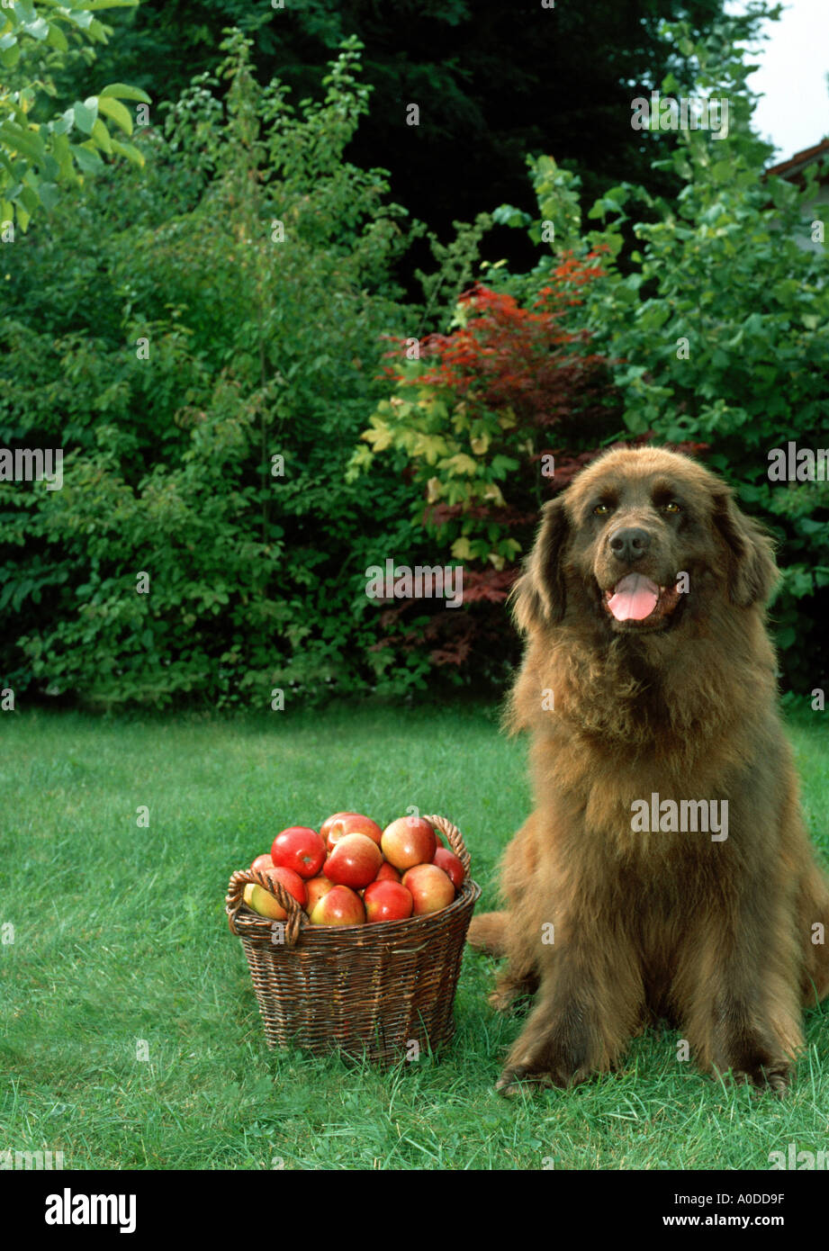Neufundland Hund sitzt in der Gartenfassade aufrecht sitzen Closeup