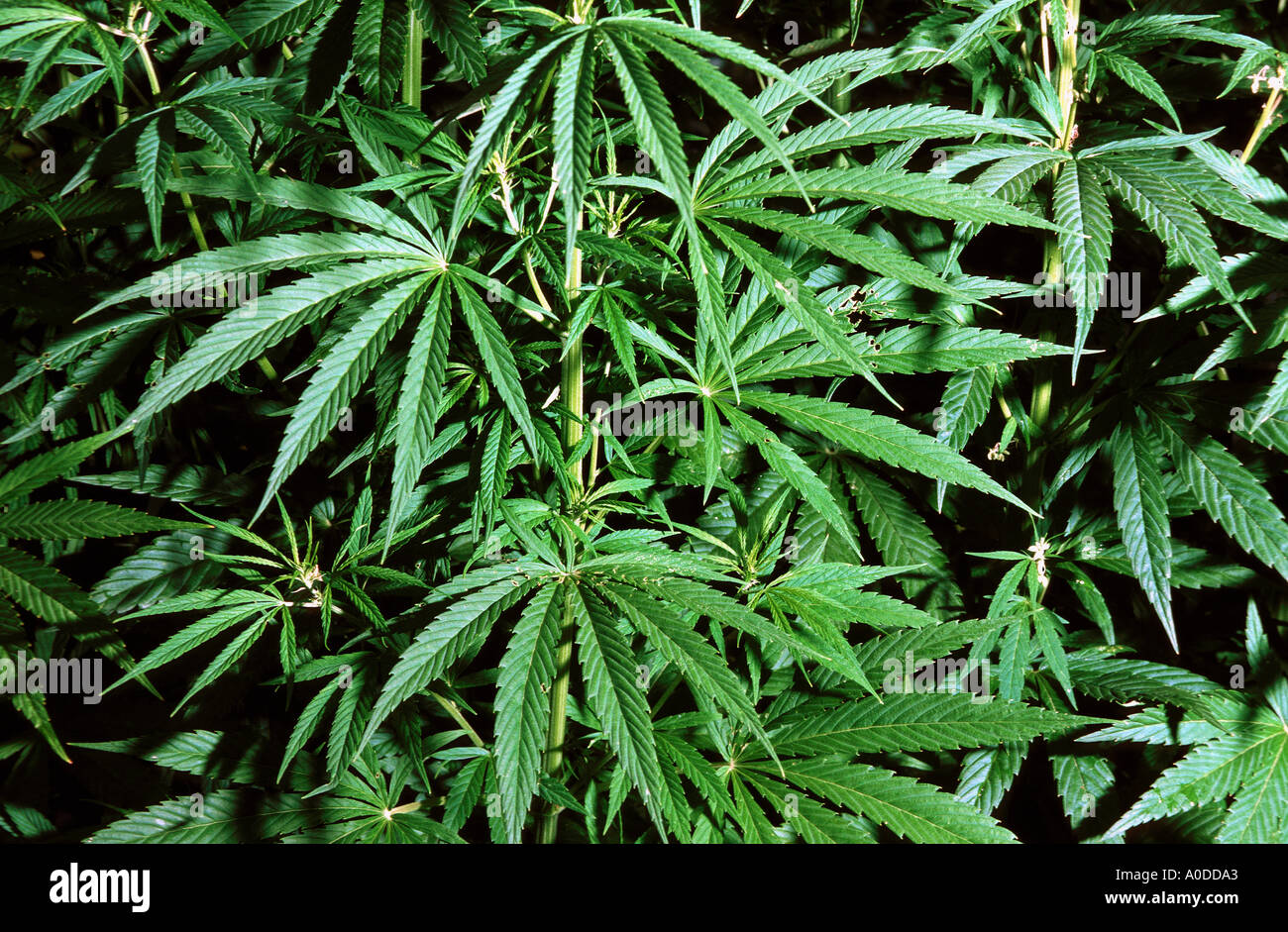 Marihuana Pflanze Pflanzen Cannabis Sativa grüne Blätter ...