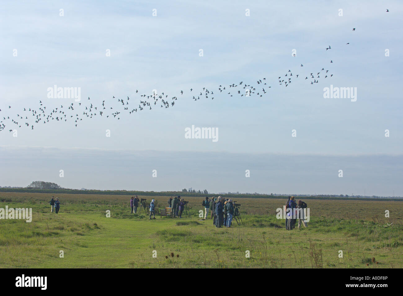 Vogelbeobachter am Snettisham RSPB reservieren Norfolk England beobachten Herde von Knoten Calidris Canutus verlassen Roost Oktober Stockfoto