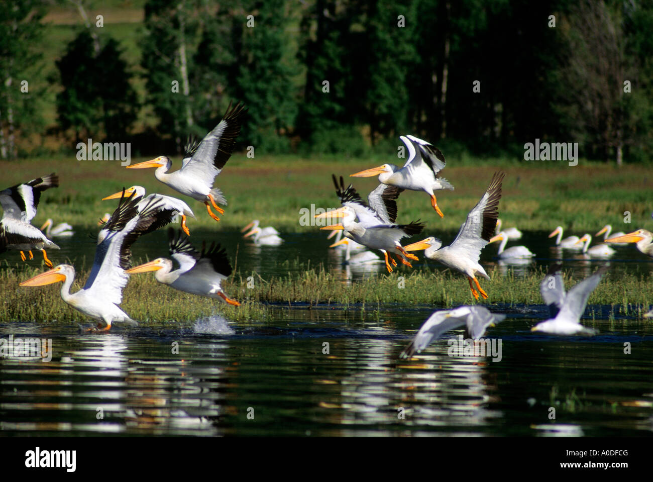 Weiße Pelikane im Flug an der Lake Cascade Idaho Stockfoto