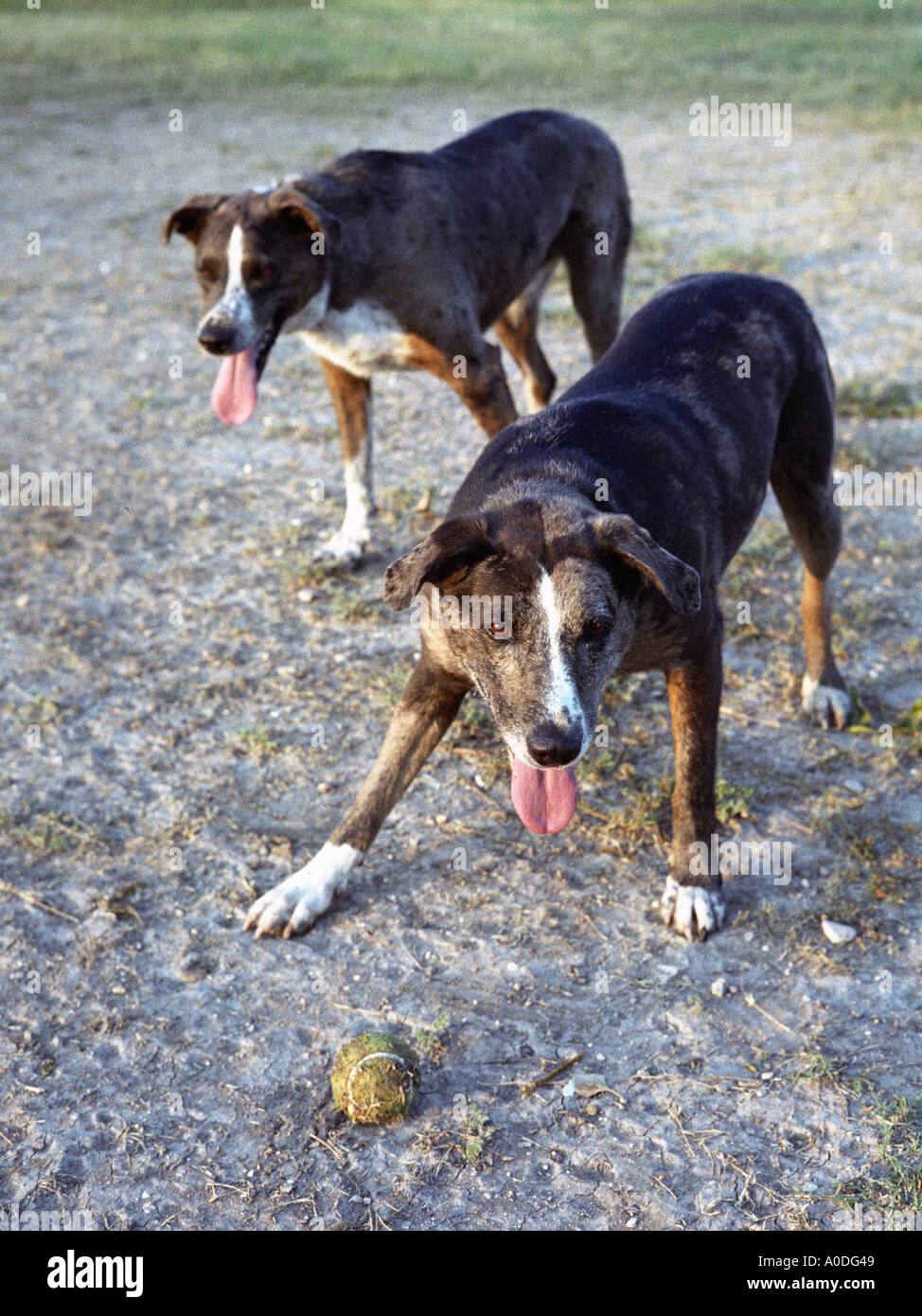 Zwei Catahoula Hunde und ein ball Stockfoto