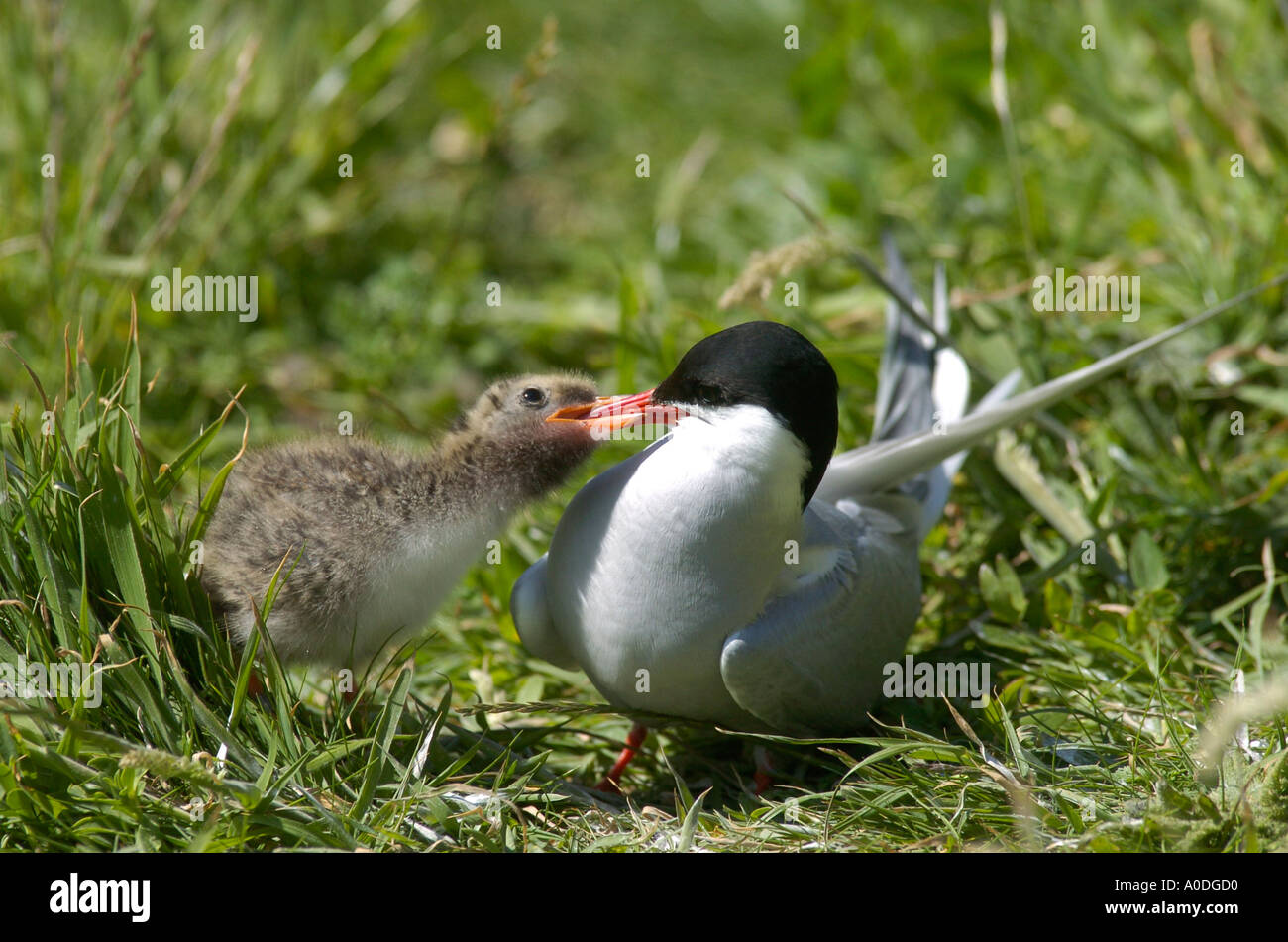 Kustenseeschwalbe Mutter Futtert Ihr Baby Wahrend Der Brutzeit Auf Den Farne Inseln Vor Der Kuste Von Northumberland Uk Stockfotografie Alamy