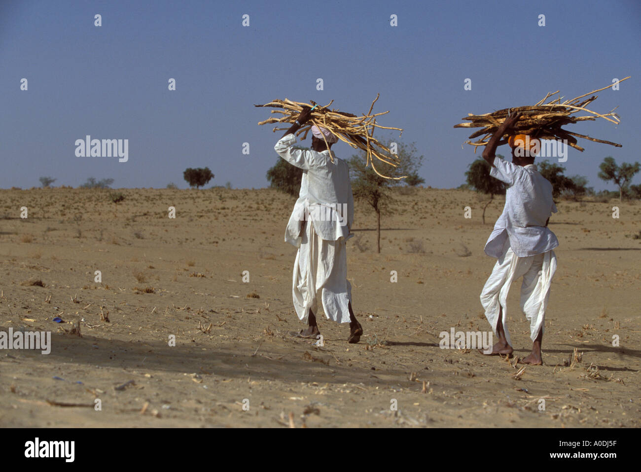 Meghwal Menschen sammeln Brennholz aus Rajasthan Wüste in Barjarsar Wüste überleben Indien Stockfoto
