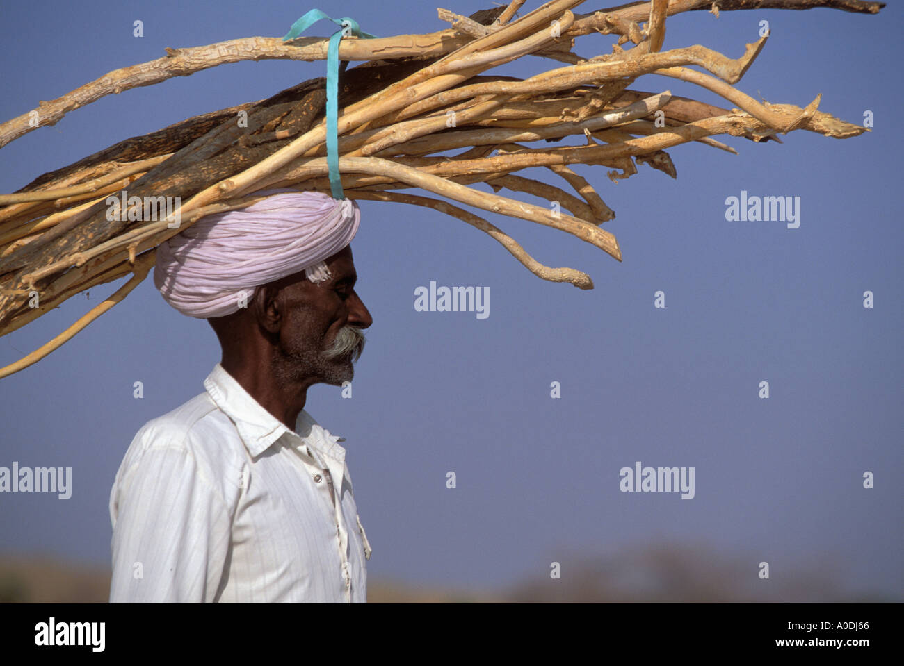Meghwal Menschen sammeln Brennholz aus Rajasthan Wüste in Barjarsar Wüste überleben Indien Stockfoto