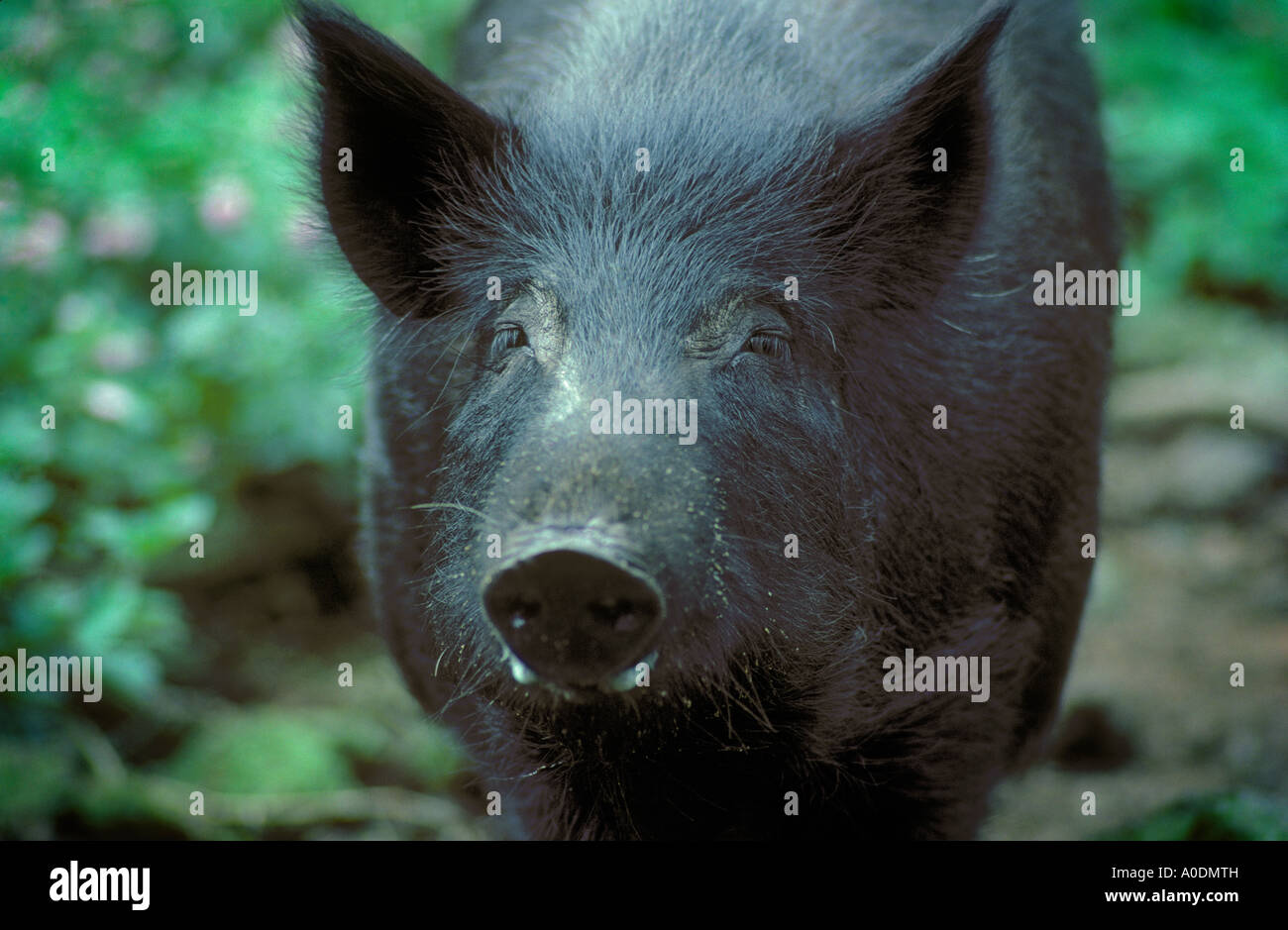 Wildes Schwein Sus Scrofa in Hawaii Stockfoto