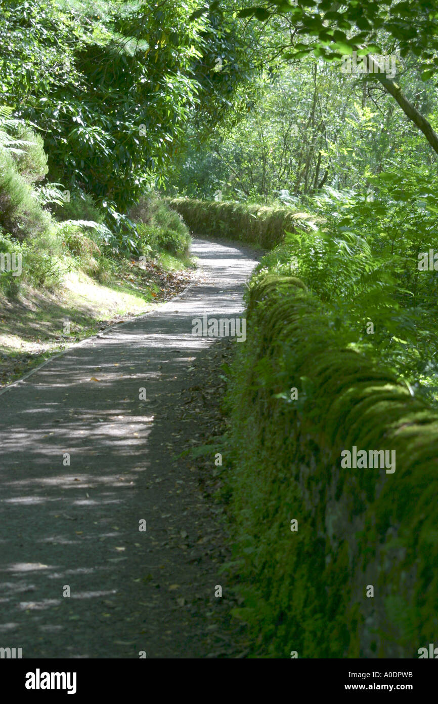 Wanderweg im Wald Stockfoto