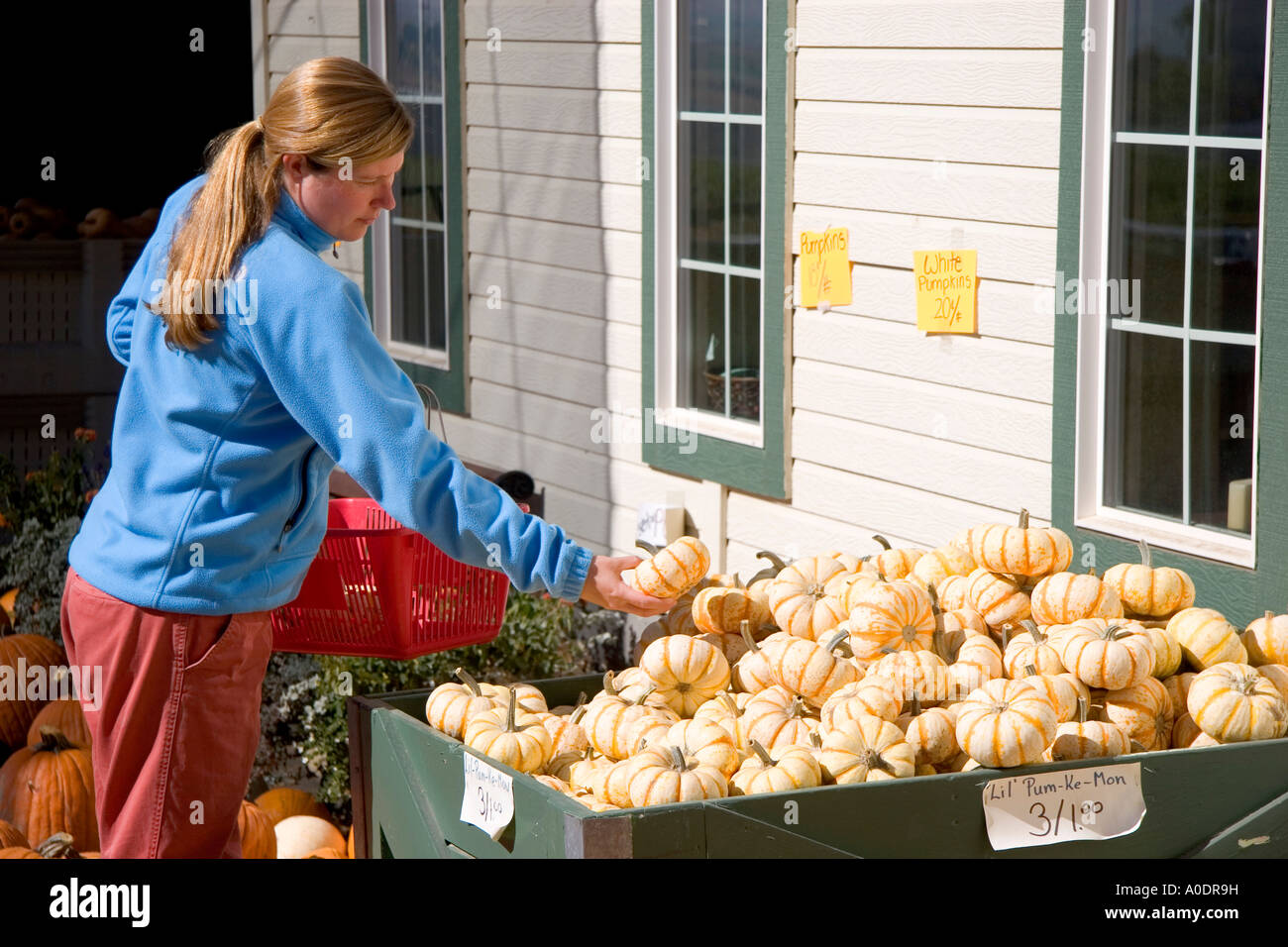 Eine Frau kauft für Kürbisse auf einem Bauernmarkt im Canyon County Idaho Stockfoto
