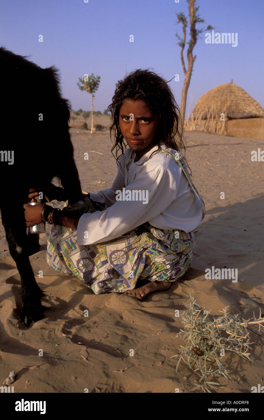 Bhil indigene Mädchen Melken einer Ziege Barjarsar Rajasthan Wüste Indien Stockfoto