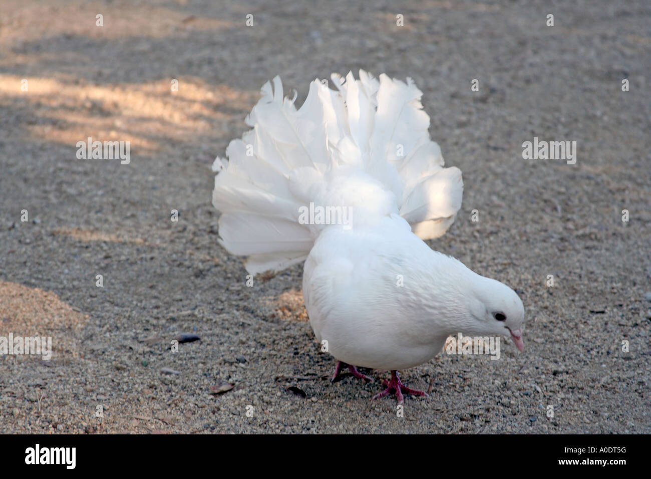 Weiße Taube fantail Federn verteilt Stockfoto