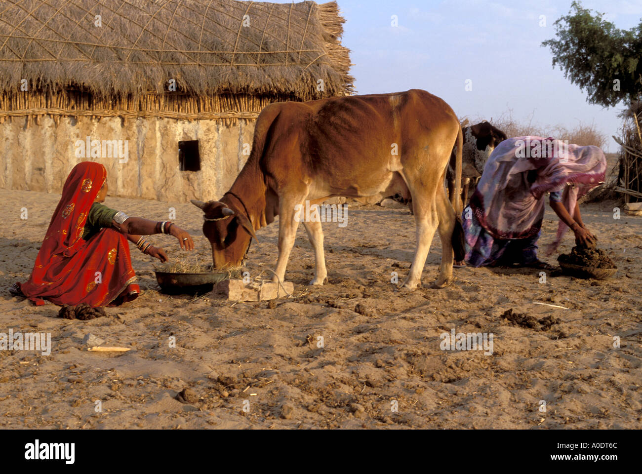 Bishnoi indigenen Lebensstil Indien Rajasthan Wüste Stockfoto