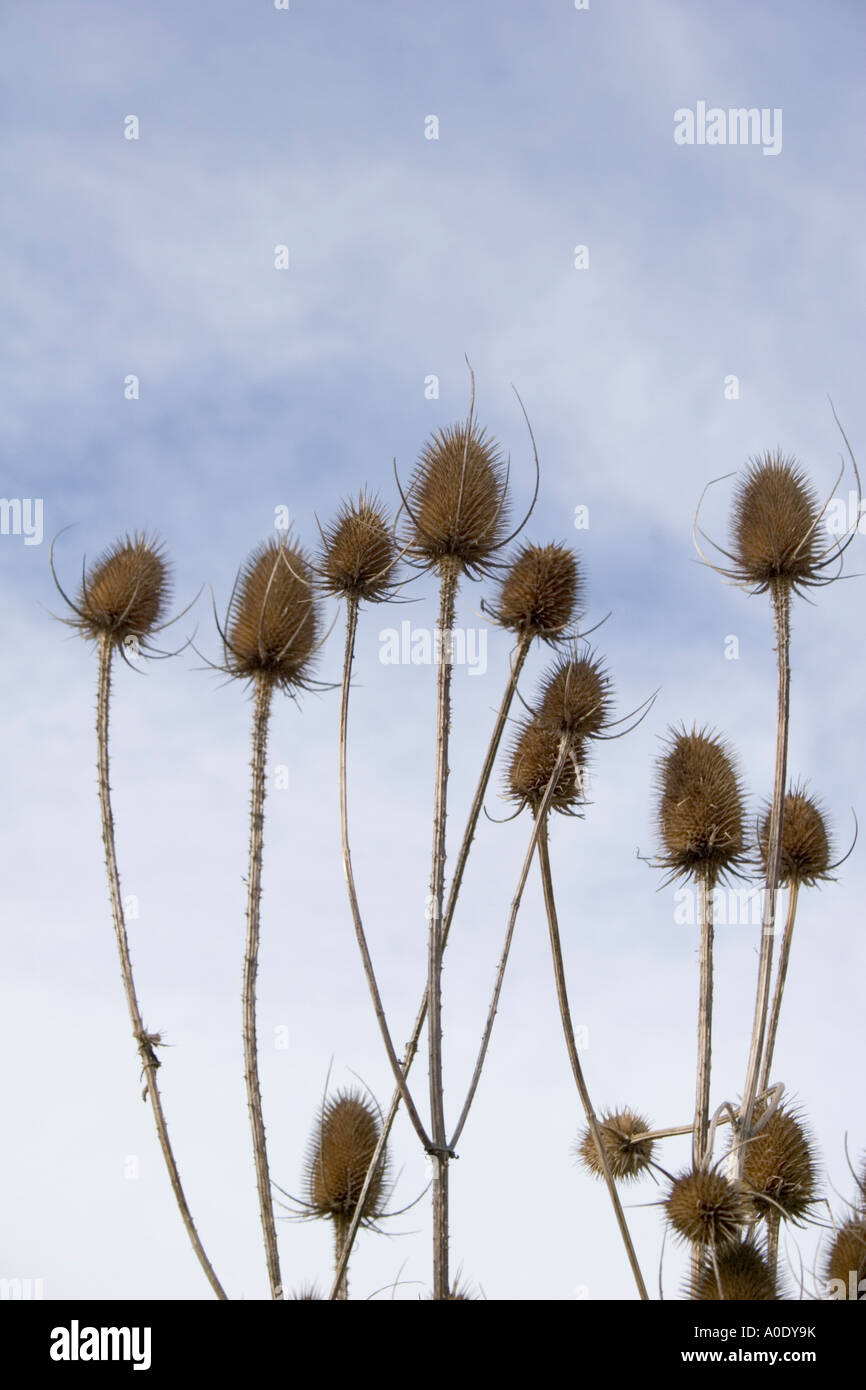 TEASLES GEGEN EINEN BLAUEN UND BEWÖLKTEN HIMMEL Stockfoto