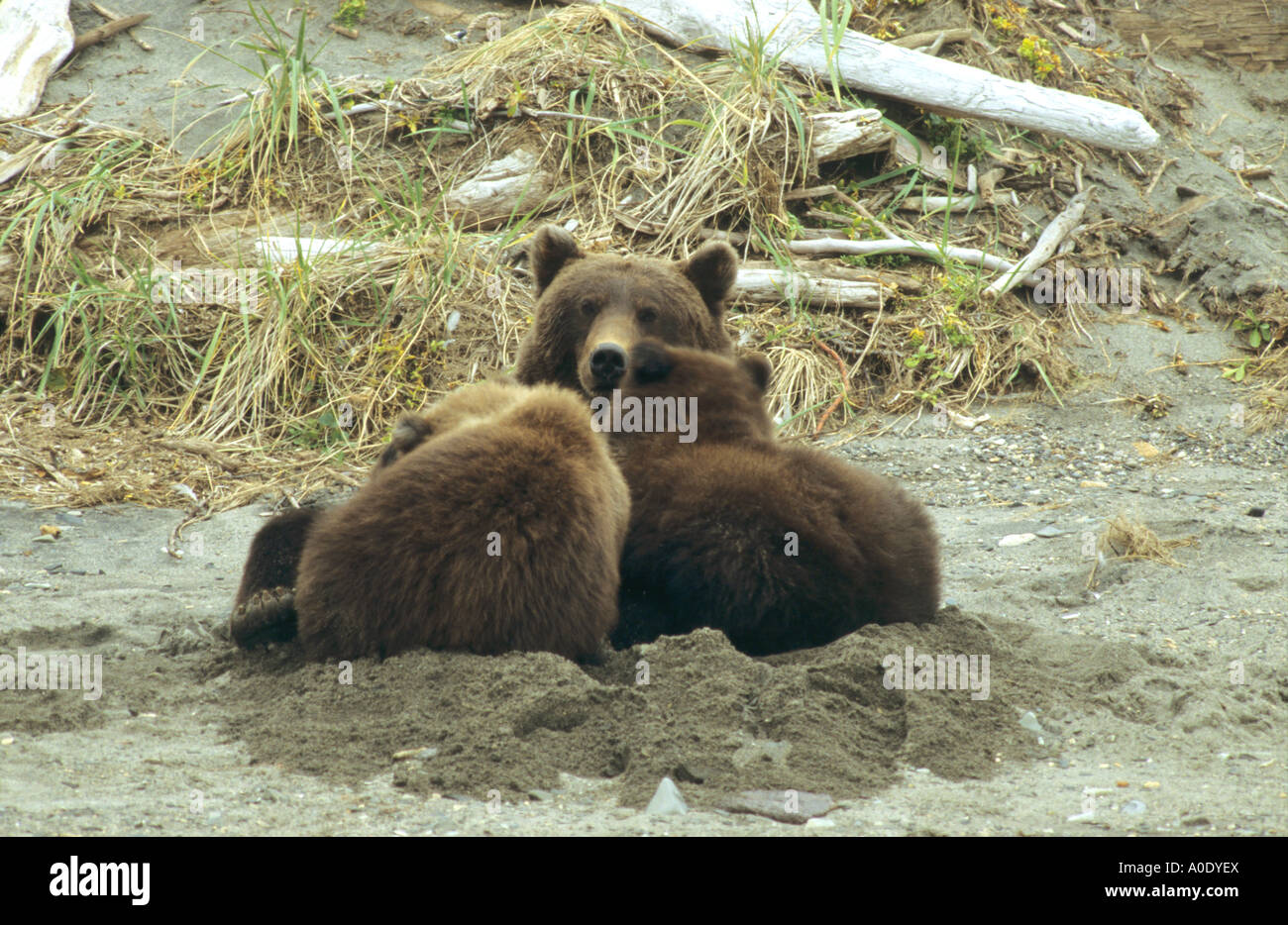 Brown Bear Grizzly Ursus Arctos Spanferkel zwei Jungtiere in einem Tagesbett im Sand Hallo Bay in Alaska Katmai USA Stockfoto