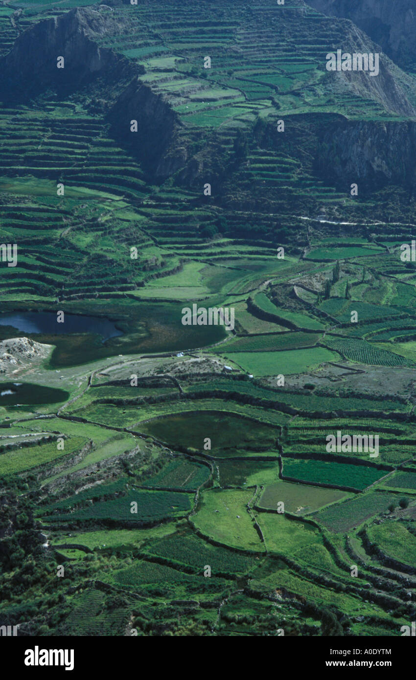 Antiken Terrassierungen Colca Canyon Peru Stockfoto