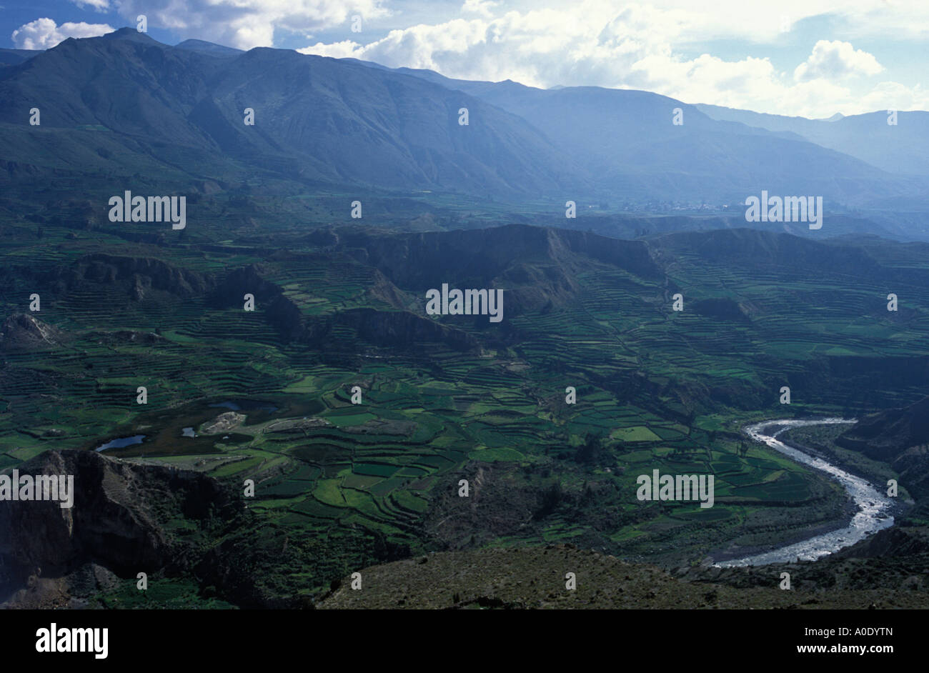 Antiken Terrassierungen Colca Canyon Peru Stockfoto