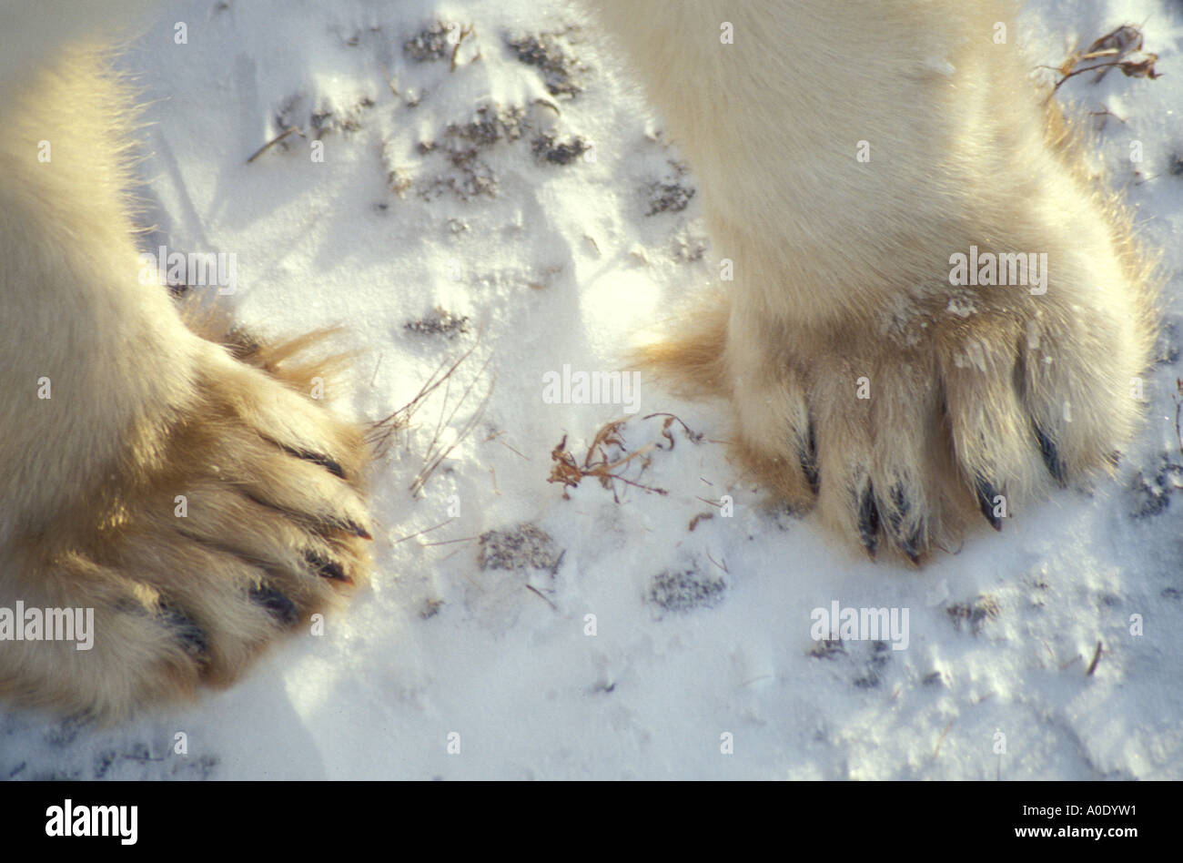 Wapusk National Park Hudson Bay Cape Churchill Manitoba Kanada Nordamerika Polarkreis Eisbär Fuß Füße Pfoten Stockfoto