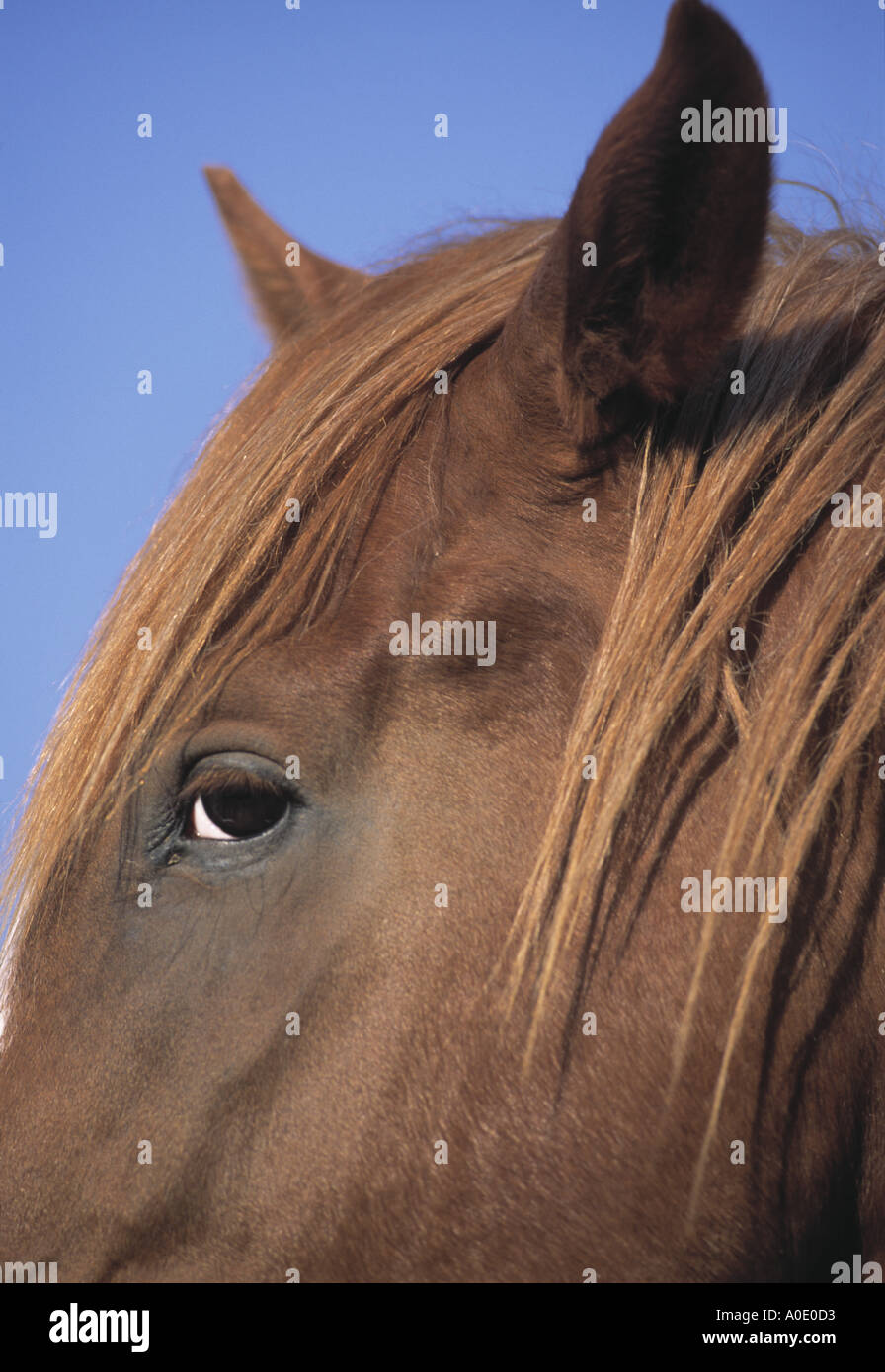 Arabian Horse hautnah Stockfoto