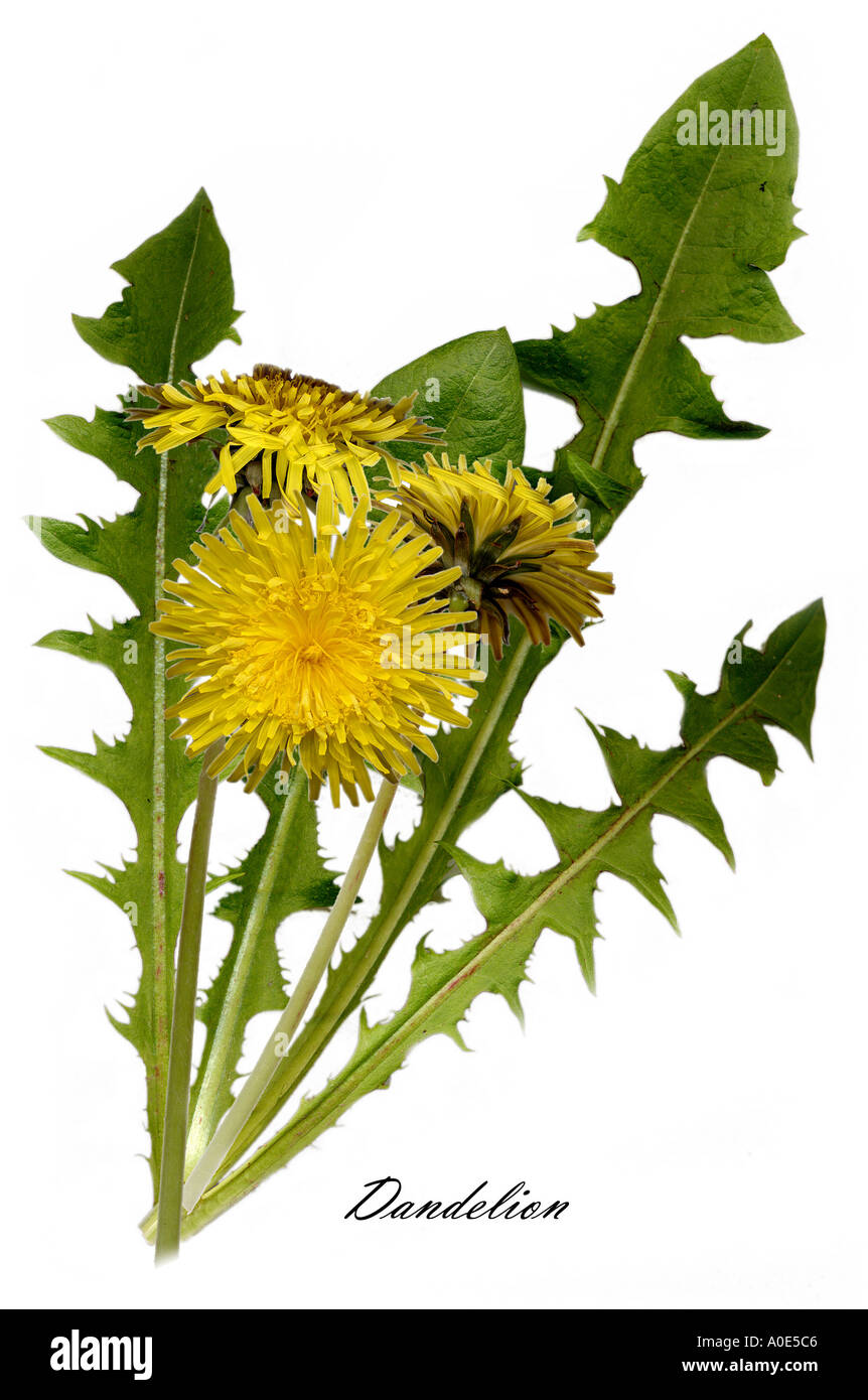 Löwenzahn, Taraxacum officinale, Asteraceae. Echte Pflanze, gescannt auf einem Flachbettscanner. Stockfoto