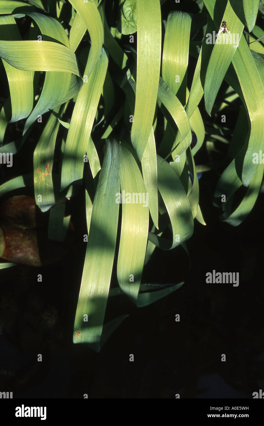 Iris lässt am Rand des Teichs Stockfoto