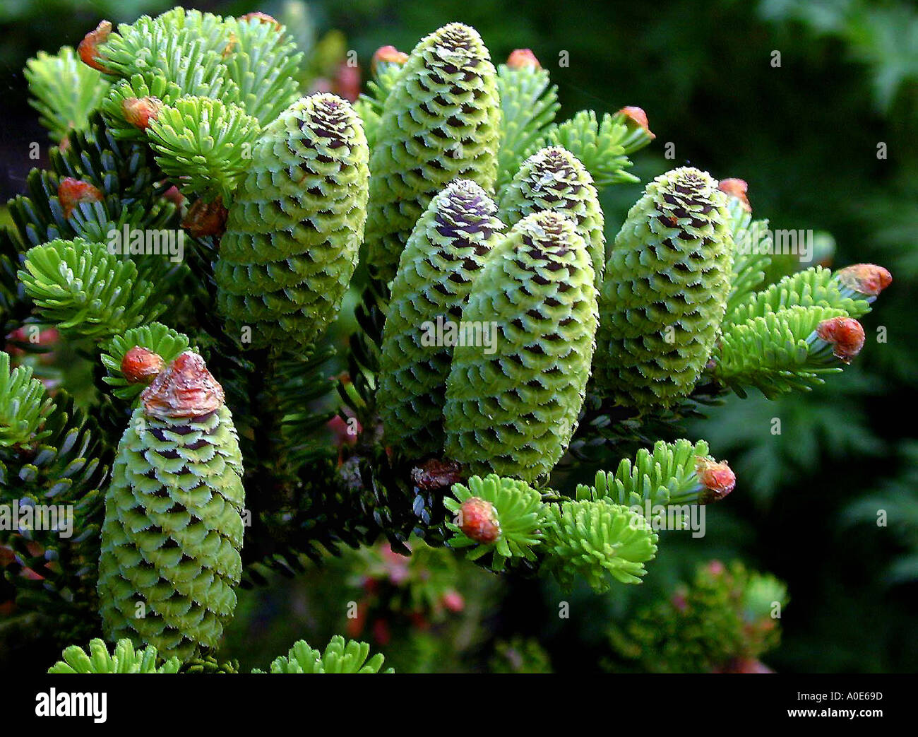 Abies Tannenzapfen Stockfotografie - Alamy