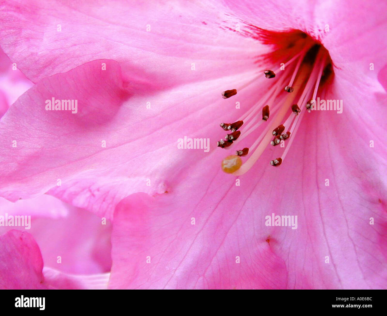 Rhododendron Blüte Zentrum Stockfoto