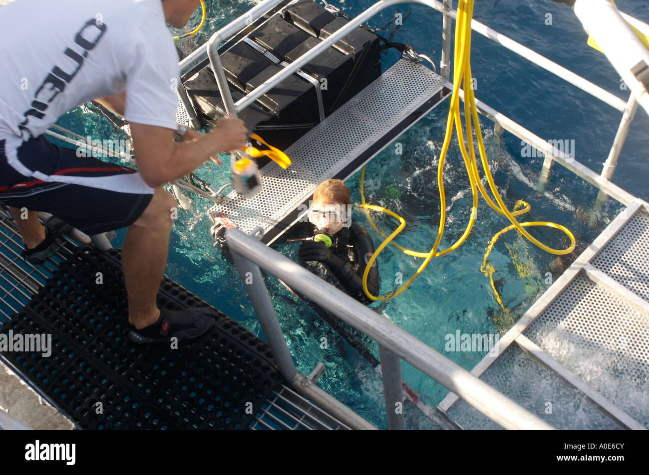 Isla Guadalupe Mexiko großen weißen Hai Tauchen Luke Tipple unterstützt Taucher Jenna Robbins Stockfoto