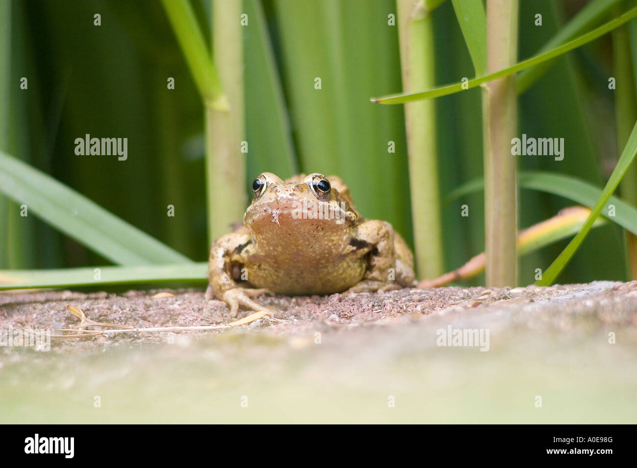 Grasfrosch Stockfoto