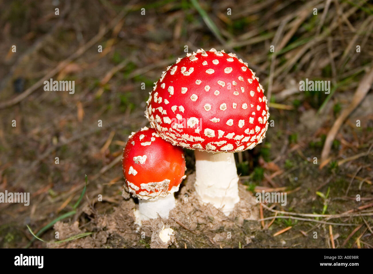 Fliegenpilz Stockfoto